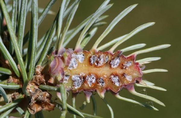 cooley spruce gall