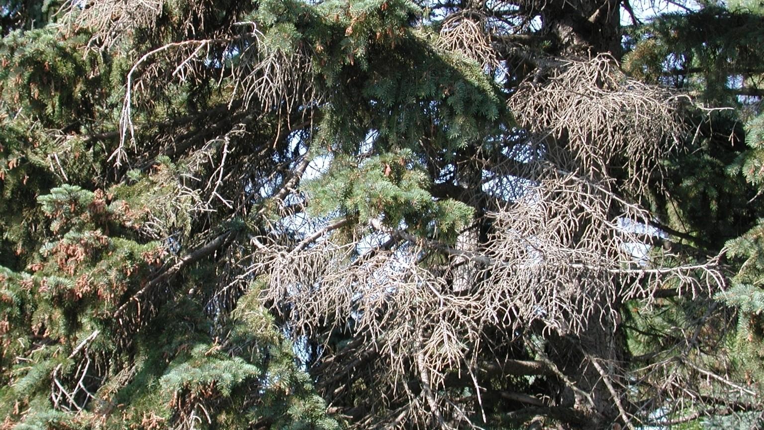 spruce branches dying - cytospora canker symptoms