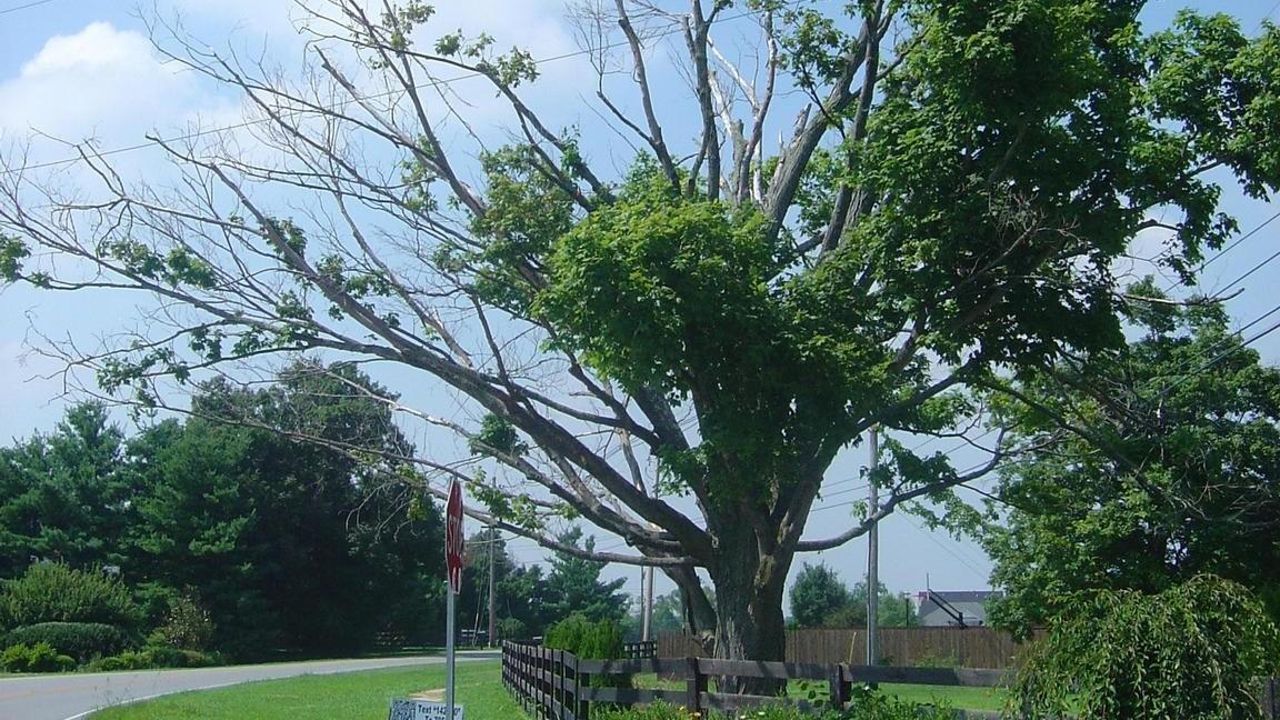 In the outlet tree