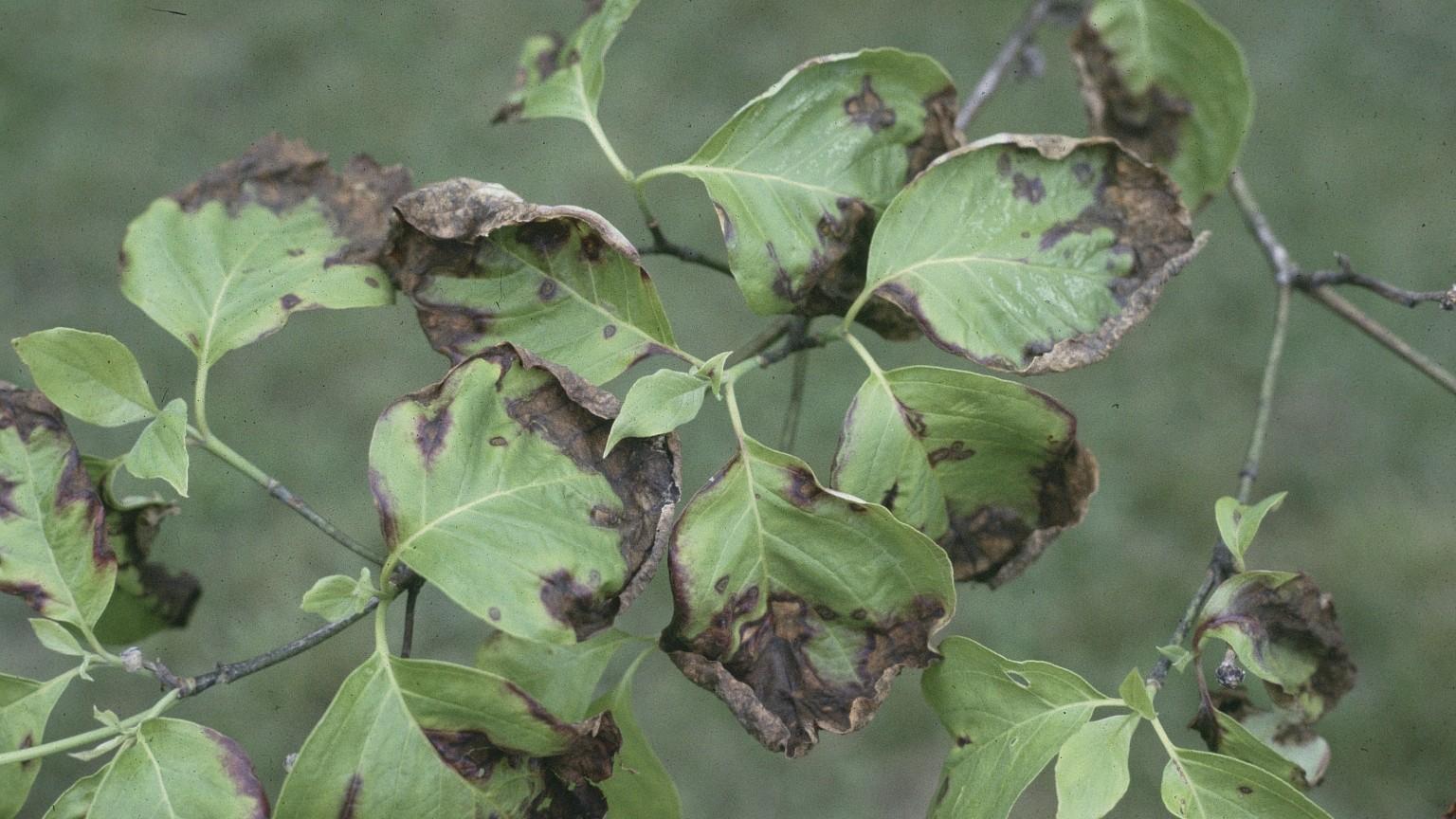 leaf spots and blackening on dogwood - anthracnose symptoms