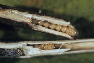 cream colored larva inside of a dogwood branch