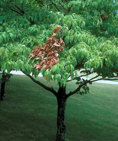 brown branch - flagging on dogwood - twig borer