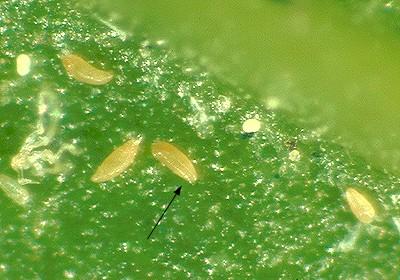 eriophyid mites