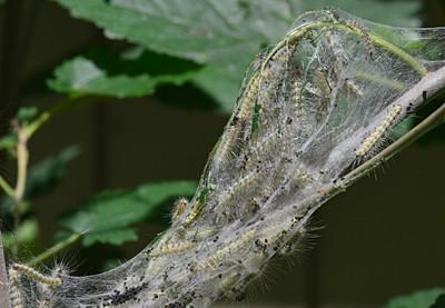fall webworm caterpillars