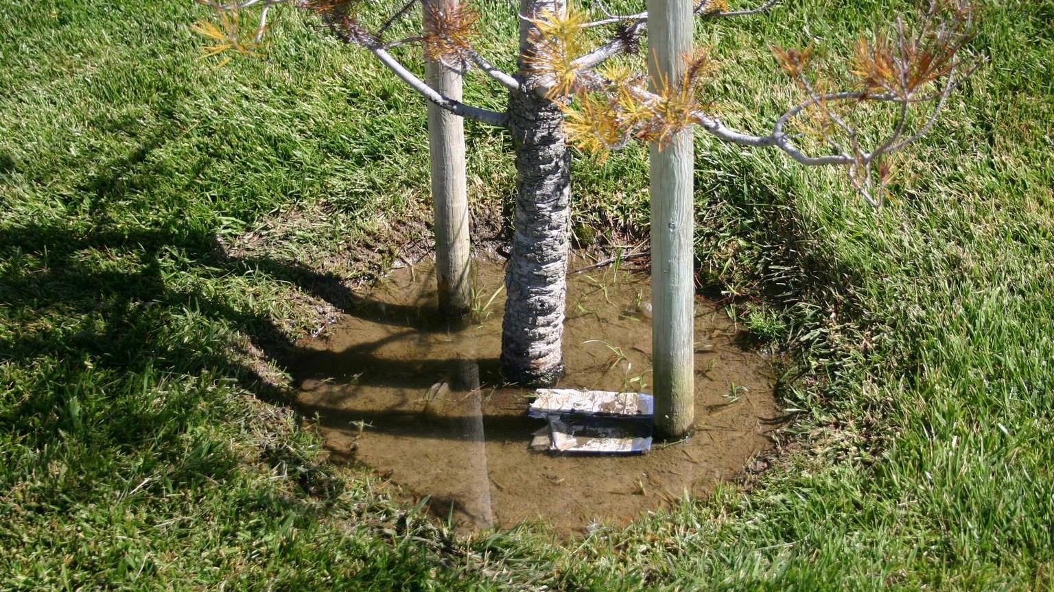 flooded tree