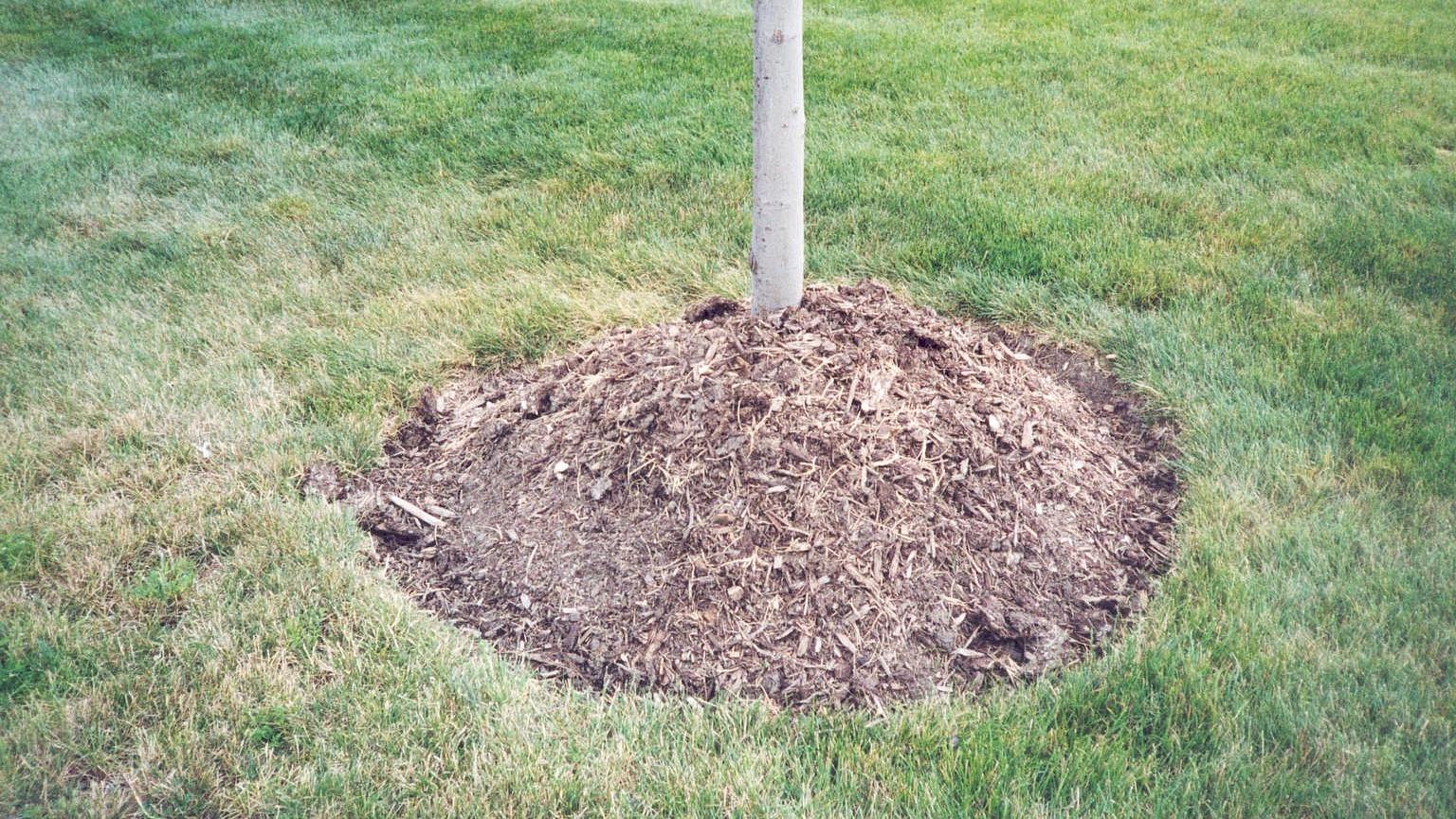 mulch volcano - too much mulch at the base of a tree
