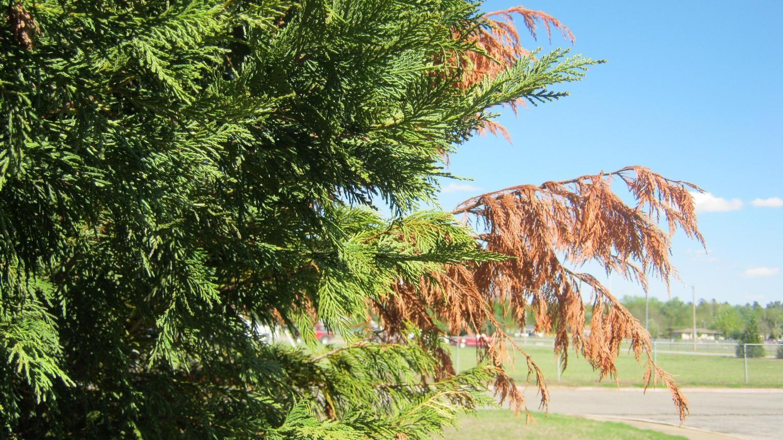 brown branches on leyland cypress