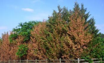 winter damage on leyland cypress