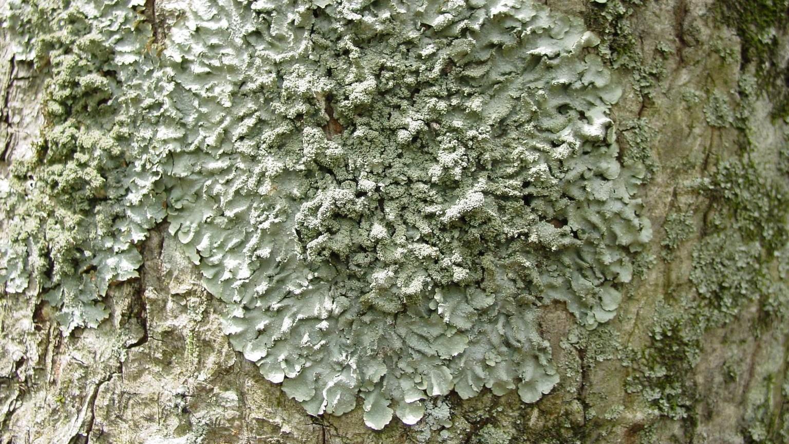 gray-green patch on tree trunk - lichen 