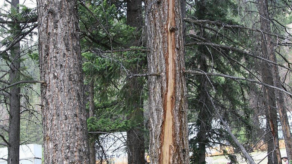 lightening strike damage on a tree trunk