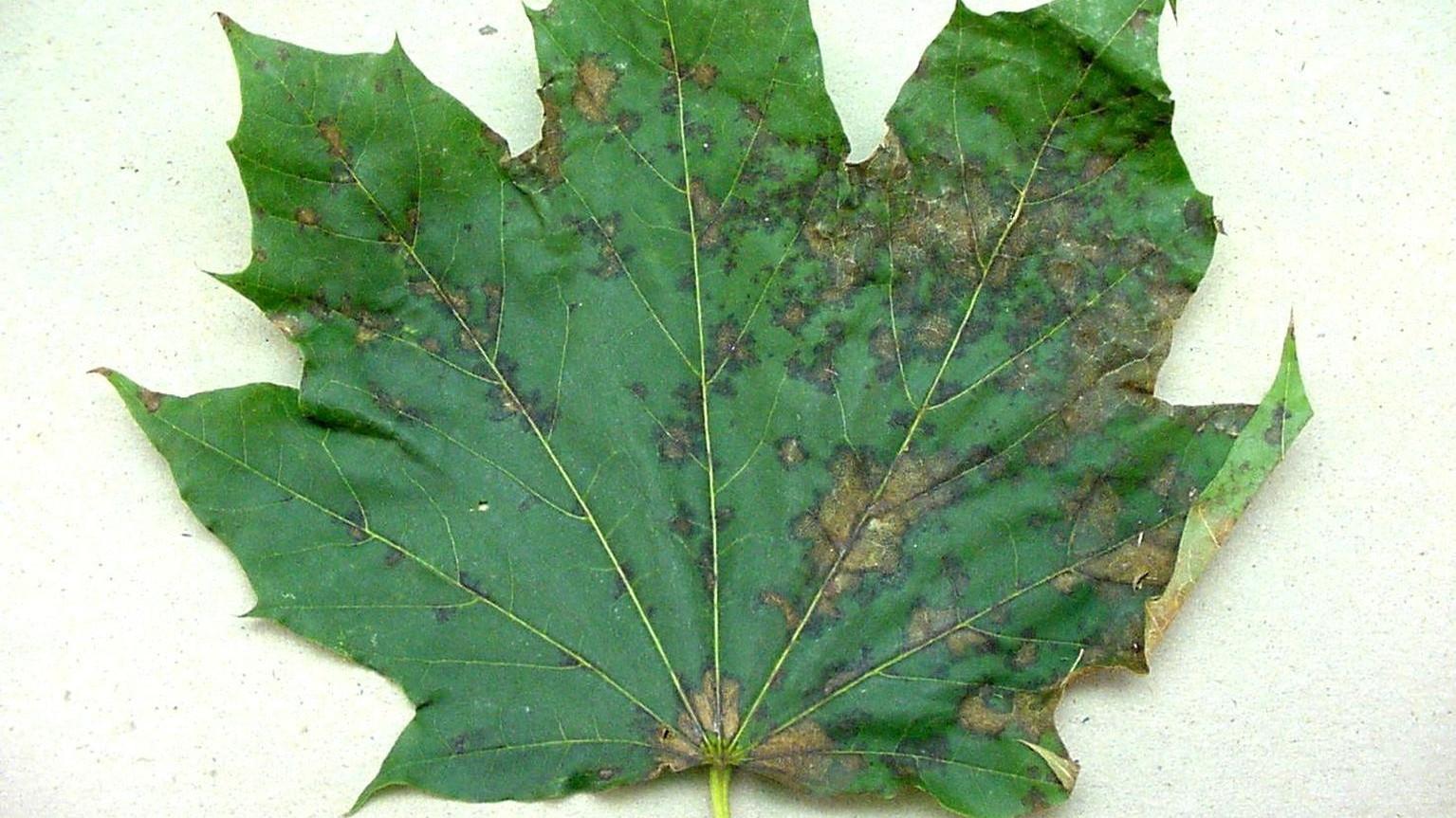anthracnose symptoms - leaf spots on maple