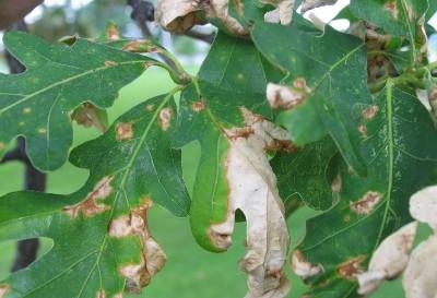 oak anthracnose symptoms