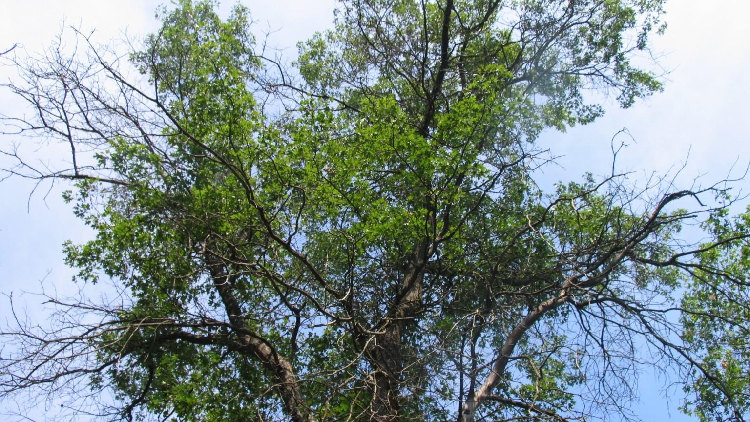 oak decline symptoms