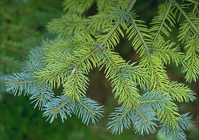 phytotoxicity symptoms on blue spruce