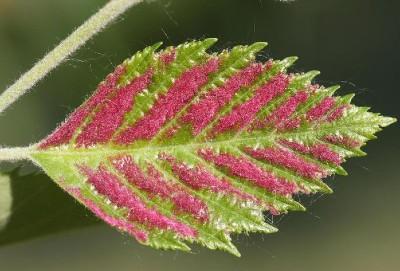 fuzzy gall on river birch leaf produced by eriophyid mites