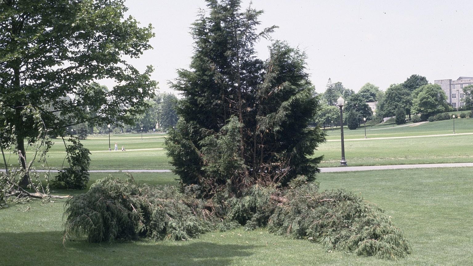 storm damage - broken tree branches