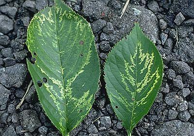 yellow lines - mottling - virus symptoms on leaf