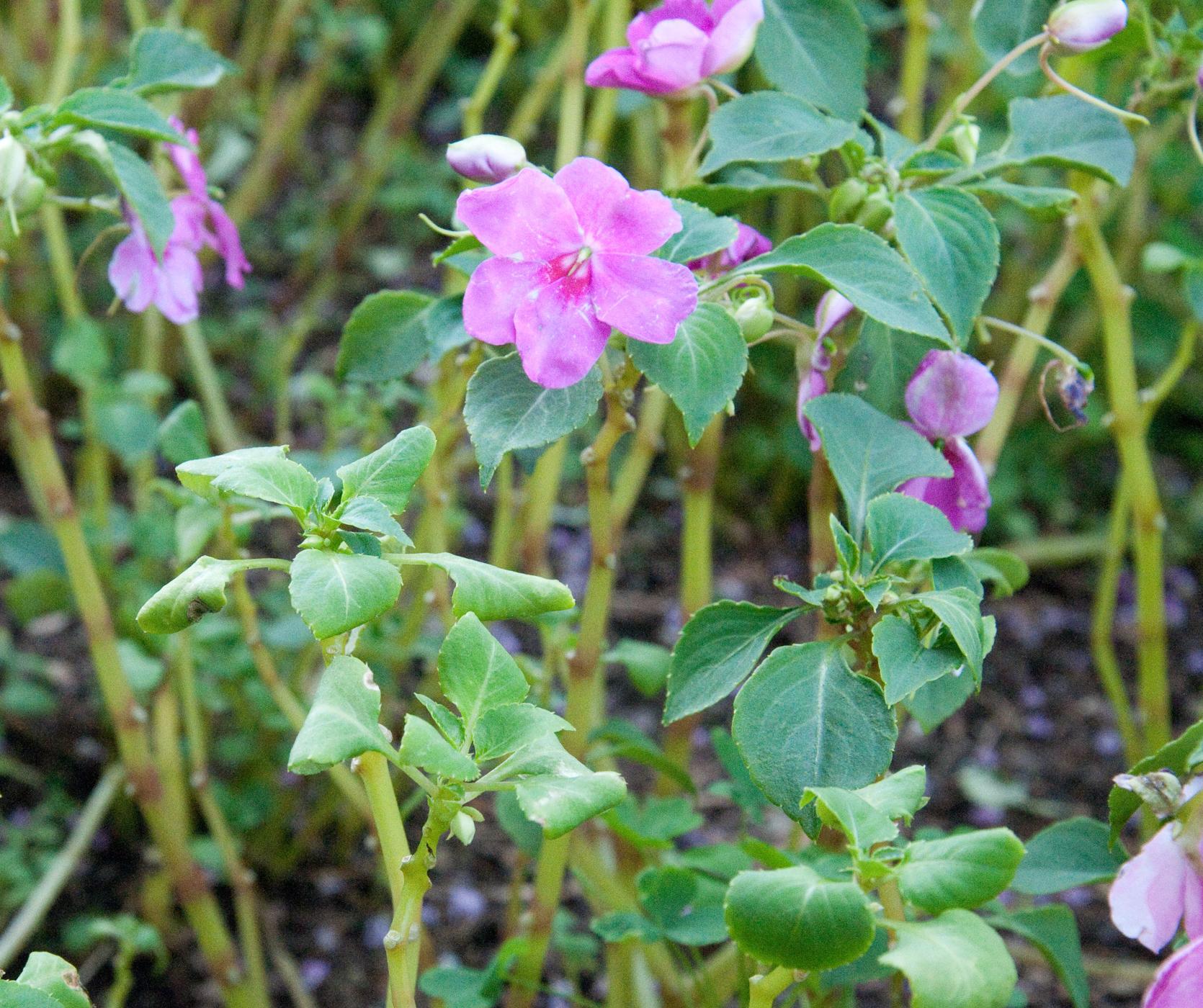 Curling of foliage due to impatiens downy mildew