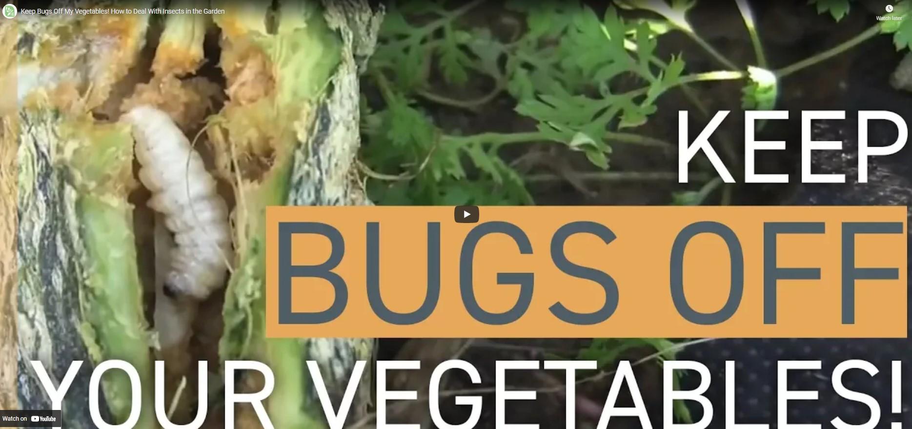 Video Keep Bugs Off Your Vegetables