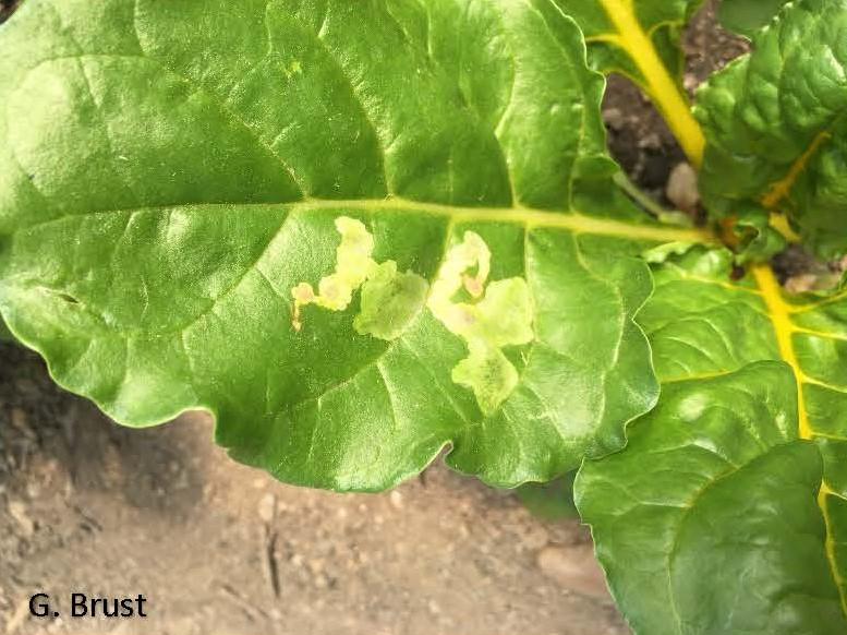 Fig.1 Leafminer in Swiss chard