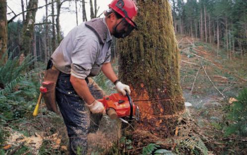 Maryland Forest Service Logger