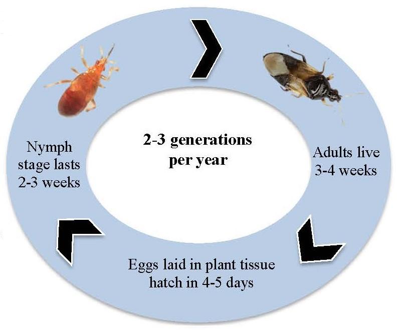Minute pirate bug life cycle