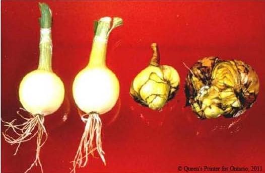 Non‐infested garlic bulbs (left) and infested garlic bulbs (right) with bloat nematode.