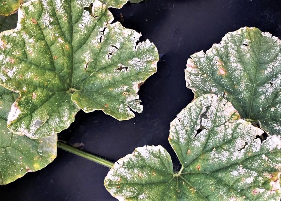 Ozone damage to cantaloupe leaves