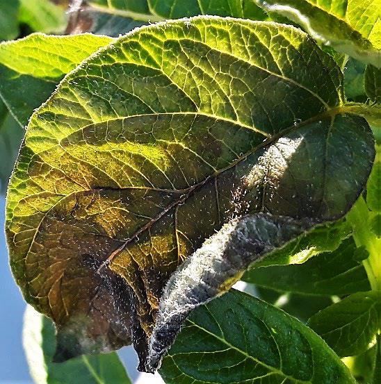 Potato leaf with necrotic area and white ‘fuzz’ on underside of leaf