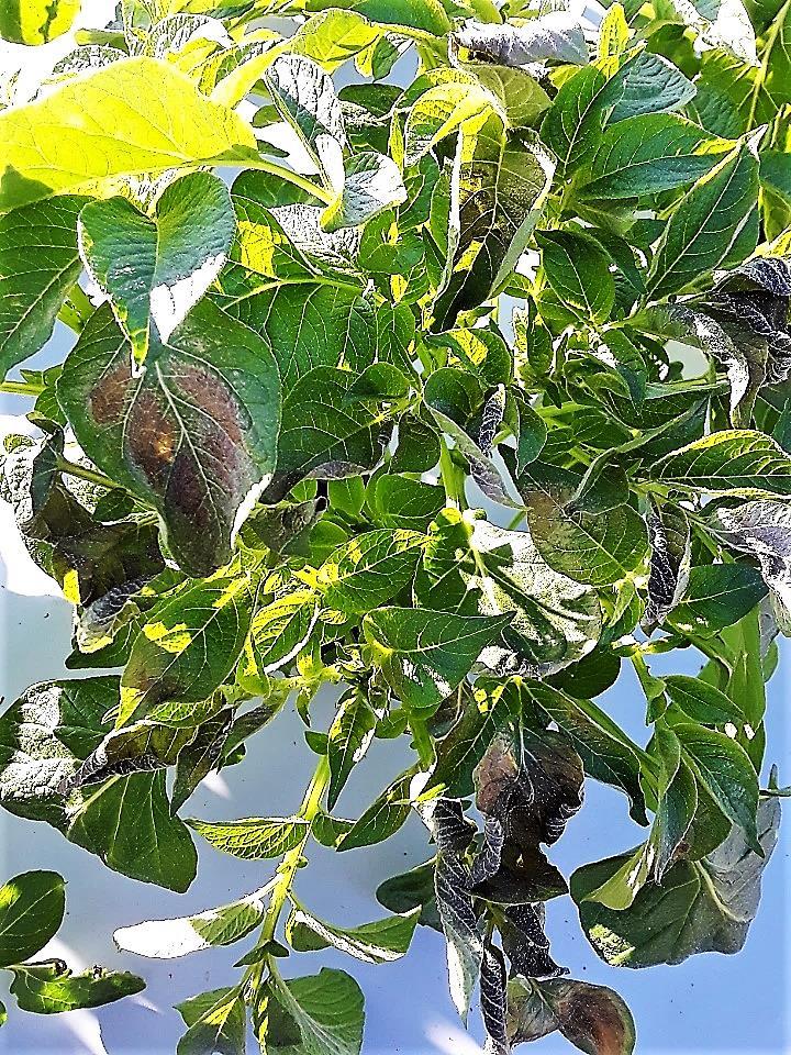 Potato plant with dark necrotic areas on leaves