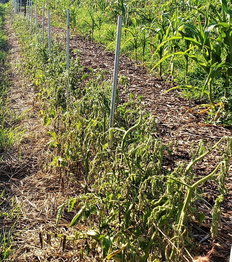 Row of grafted heirloom tomatoes wilting due to a soil disease from a flooded field