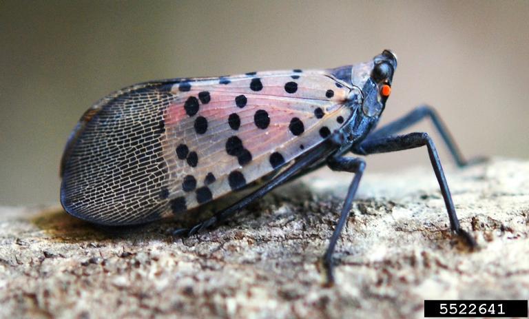 Side view of the Spotted Lanternfly