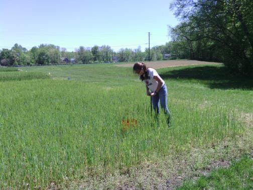 Soil core sampling in the Cover Crop Experiment