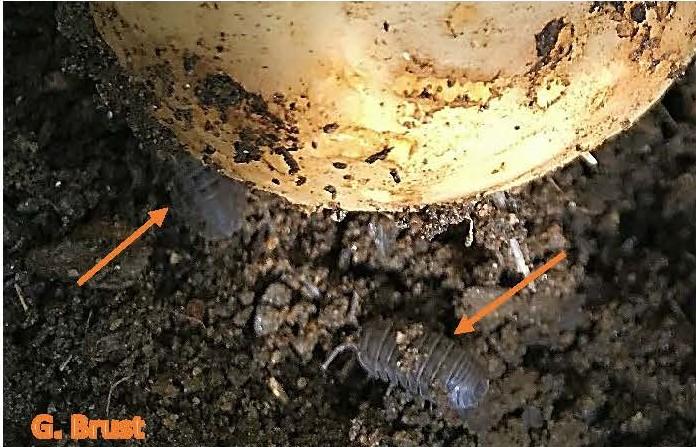 Sowbugs in wet soil feeding on a turnip bulb