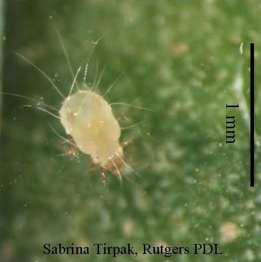 Spinach crown mite adult with sparse long hairs over its body
