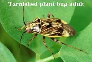 Tarnished plant bug adult.