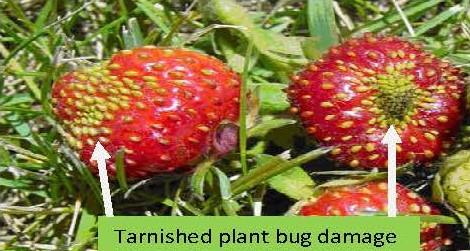 Tarnished plant bug damage