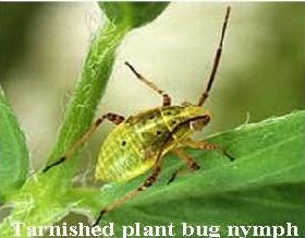 Tarnished plant bug nymph