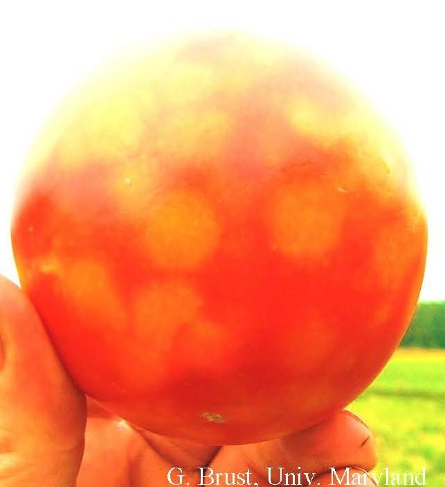 Tomato fruit with TSWV symptoms