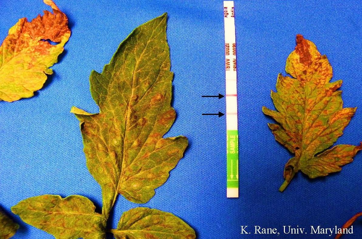 Tomato leaves with TSWV symptoms and a positive immunostrip (two black arrows; Agdia, Inc)
