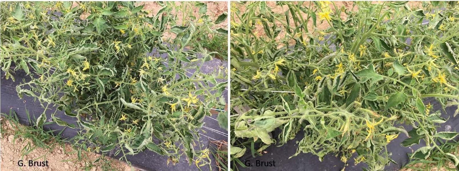 Tomato plants infected with three different mosaic viruses