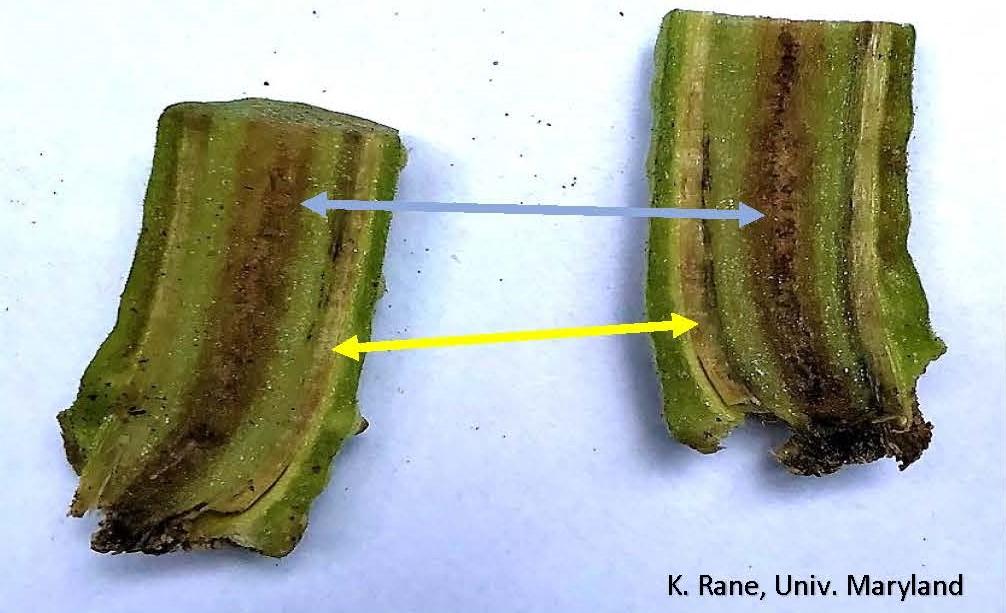 Tomato stem infected with R. solanacearum, split in half, showing discolored vascular tissue (yellow arrow) and pith (blue arrow).