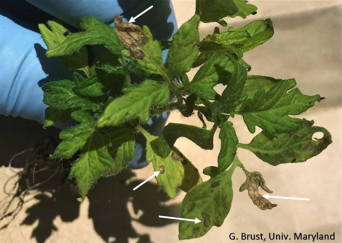 Fig. 5 Tomato transplant with brown lesions similar to watermelon lesions