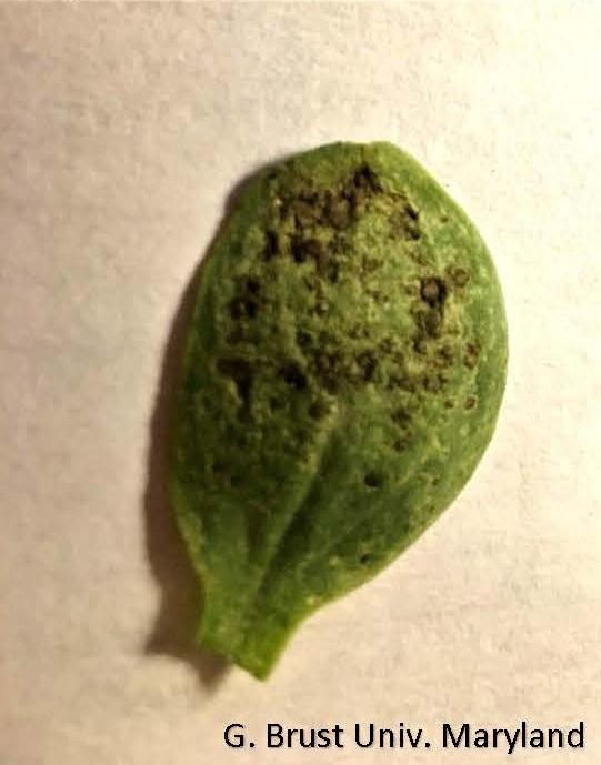 Top-side of cotyledon leaf with brown lesions