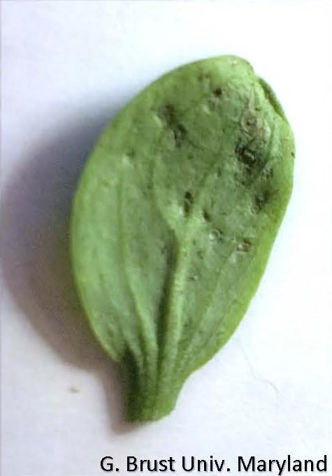 Underside of the same cotyledon leaf with no brown lesions