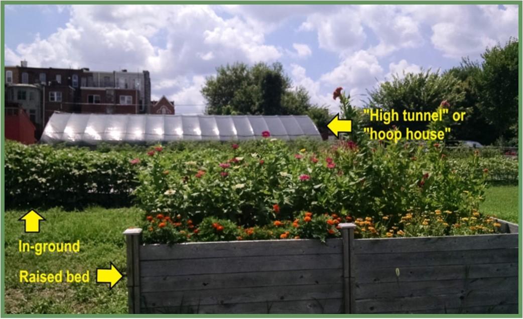 Figure 1: Outdoor urban agriculture can be done in raised beds or containers, in-ground in native or imported soil, and in high tunnels or hoop houses. Picture taken at Whitelock Community Farm, Baltimore, MD by Neith Little, UMD Extension.