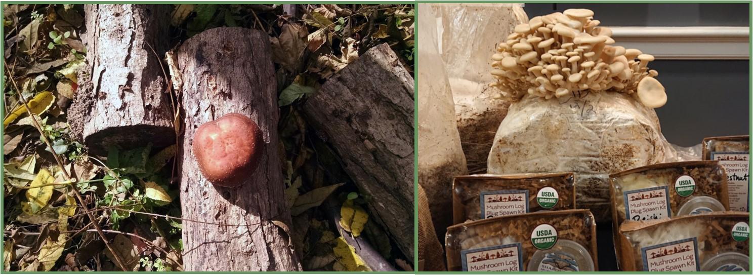 Figure 13: Mushrooms can be cultivated outdoors or indoors. The photo on the left shows mushrooms grown outdoors at Real Food Farm, Baltimore, MD and on the right is a display of mushrooms grown indoors by Sharondale Farms. Photos taken by Neith Little, UMD Extension 