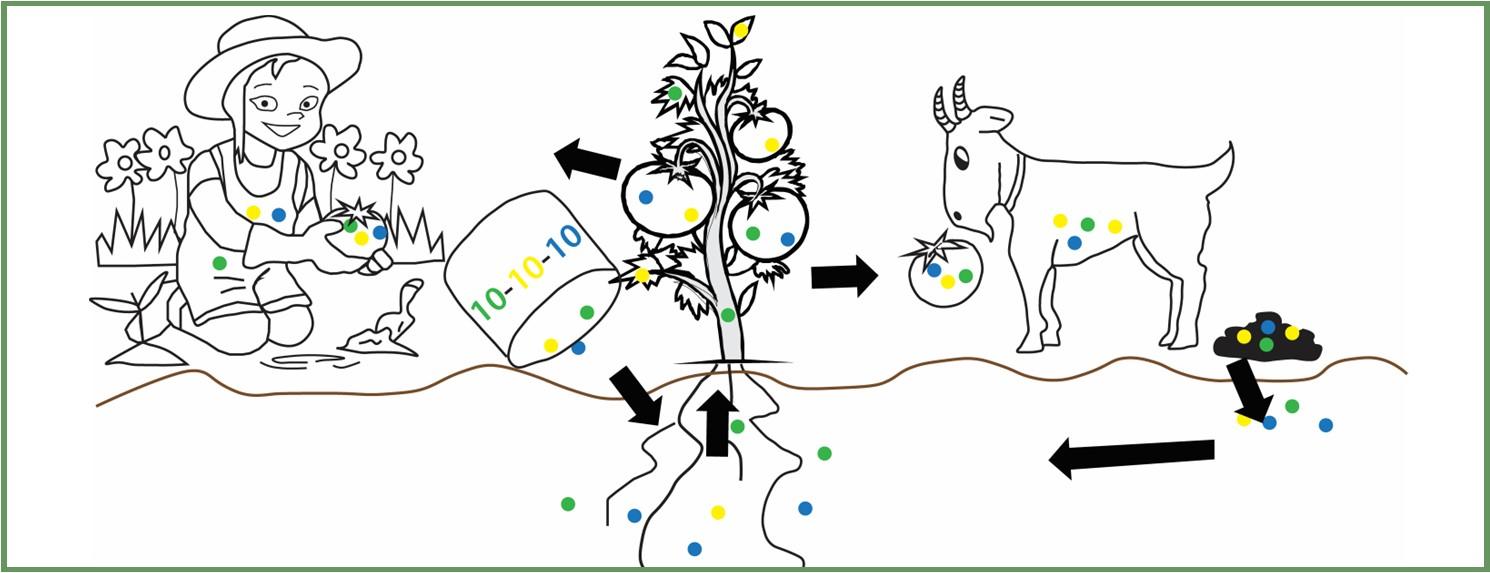 Figure14: Plants take nutrients up through their roots and use them to build their bodies, including the parts we and animals eat. 