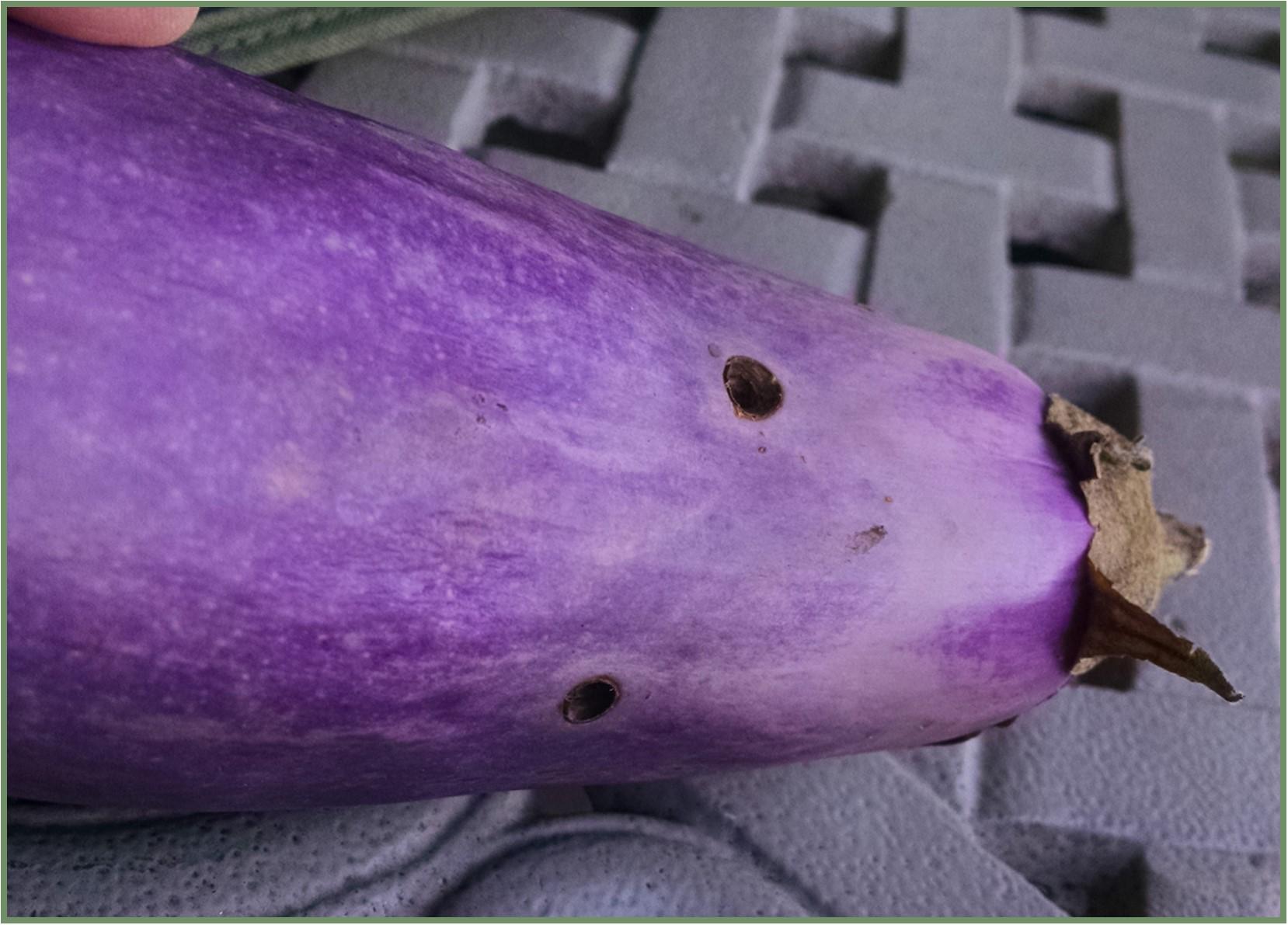 Figure 17: The holes in this eggplant are an example of the kind of cosmetic damage that insect feeding can cause. Photo by Neith Little.