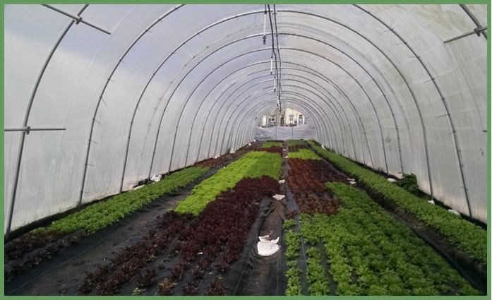 Figure 2: Lettuce being grown in a high tunnel at Strength to Love 2, in Baltimore, MD. Photo by Neith Little, UMD Extension. 